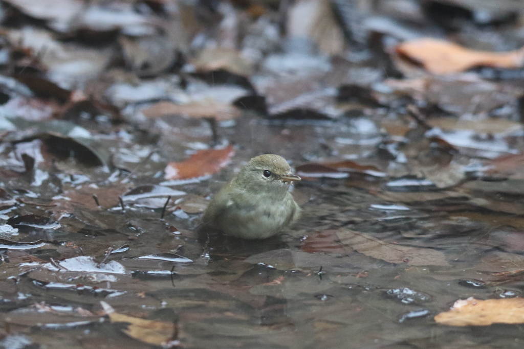 170129-1ウグイスのご入浴