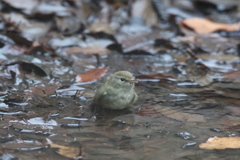 170129-1ウグイスのご入浴