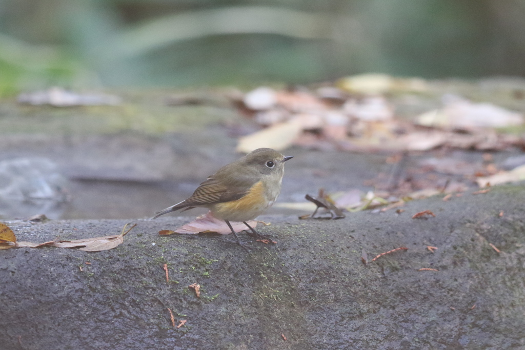 161204-1ルリお嬢さん