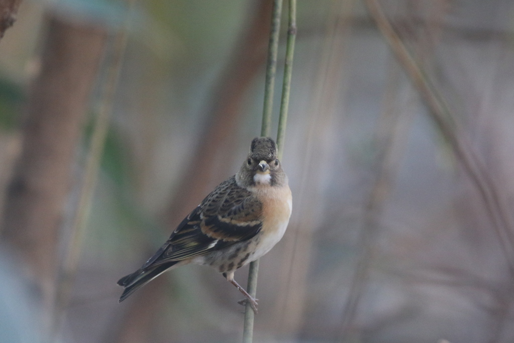 170106-5正面顔・アトリ