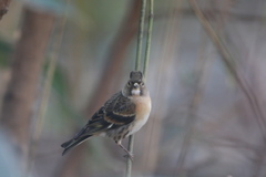 170106-5正面顔・アトリ