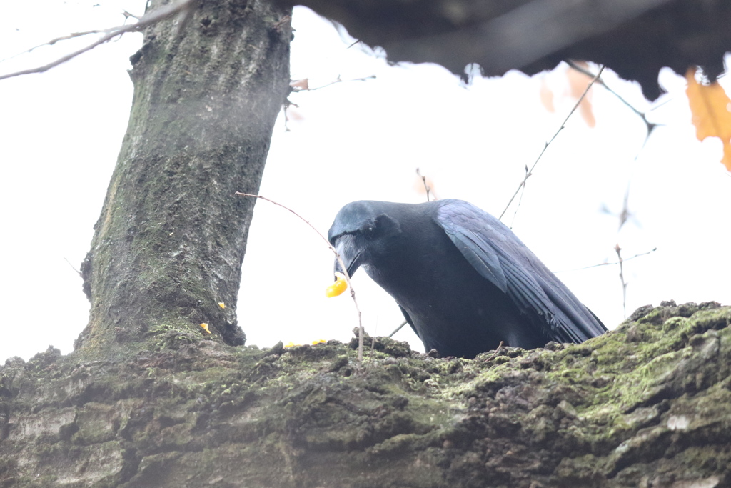 161222-6これが人間が食べているみかんか（１／２）