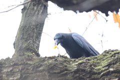 161222-6これが人間が食べているみかんか（１／２）