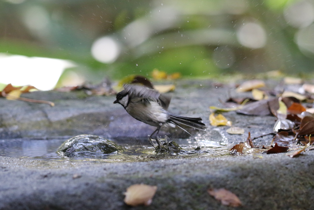 161120-10シジュウカラの水浴び