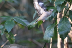 170222-6シメ♀の飛び出し（５／５）