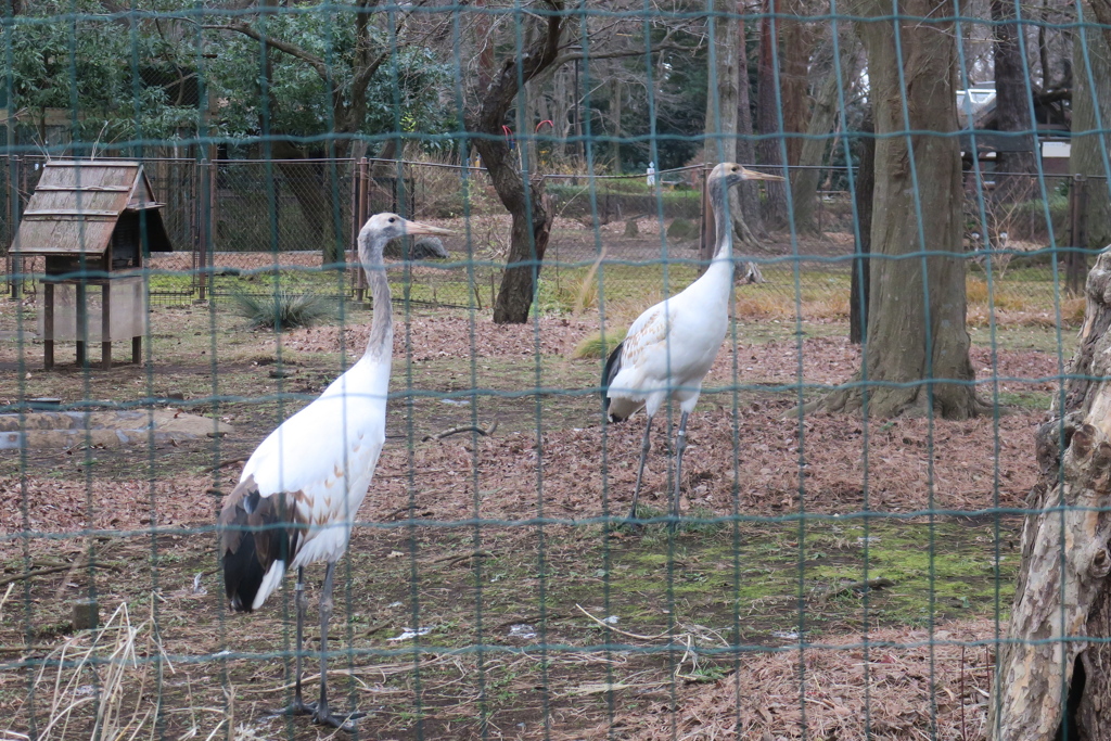 161227-6タンチョウの幼鳥