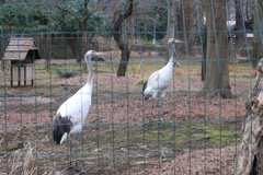 161227-6タンチョウの幼鳥