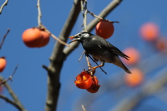 161216-7柿を食べるムクドリ