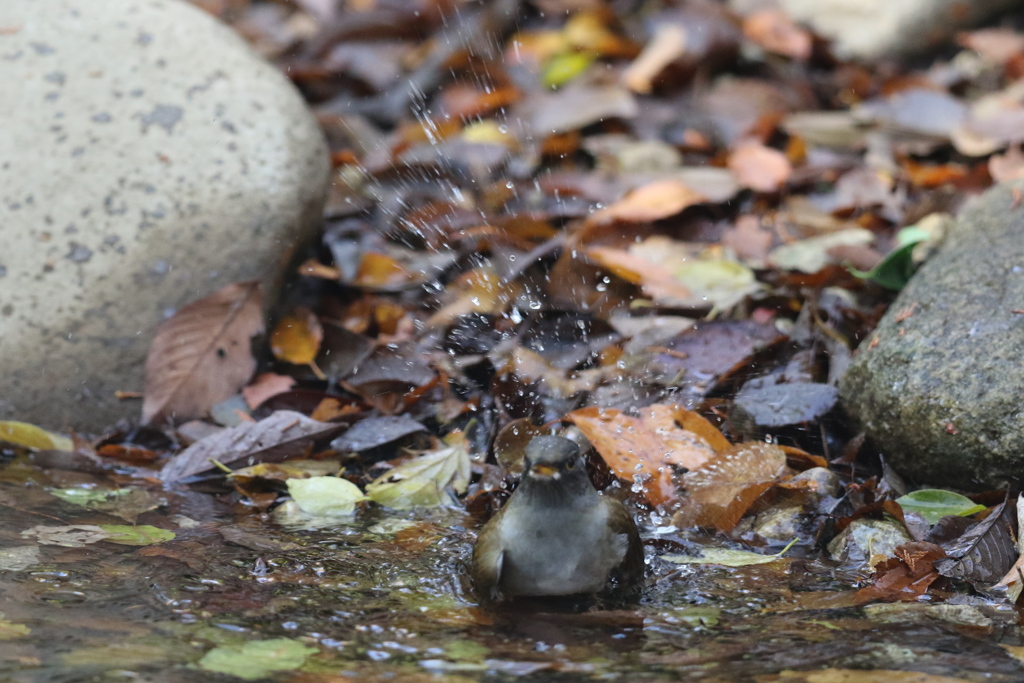 161126-10シロハラ♂の水浴び