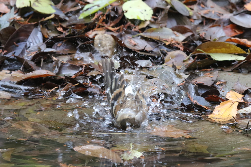 161204-20アトリの水浴び