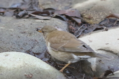 170220-1何かをくわえたシロハラ