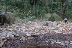 170102-10タヌキとキジバト