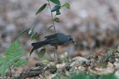 170103-2何を食べてんの？・ヒヨドリ