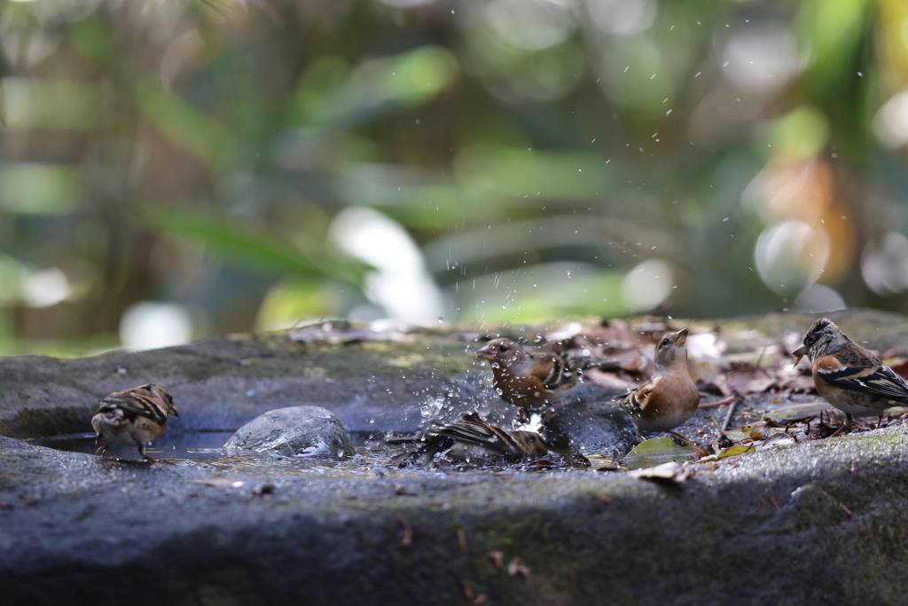 161203-30アトリの公衆浴場