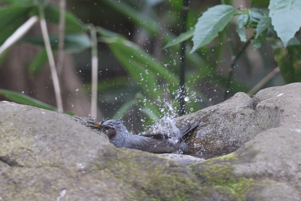 170227-5ヒヨドリの水浴び
