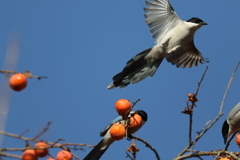 161221-8飛ぶオナガ