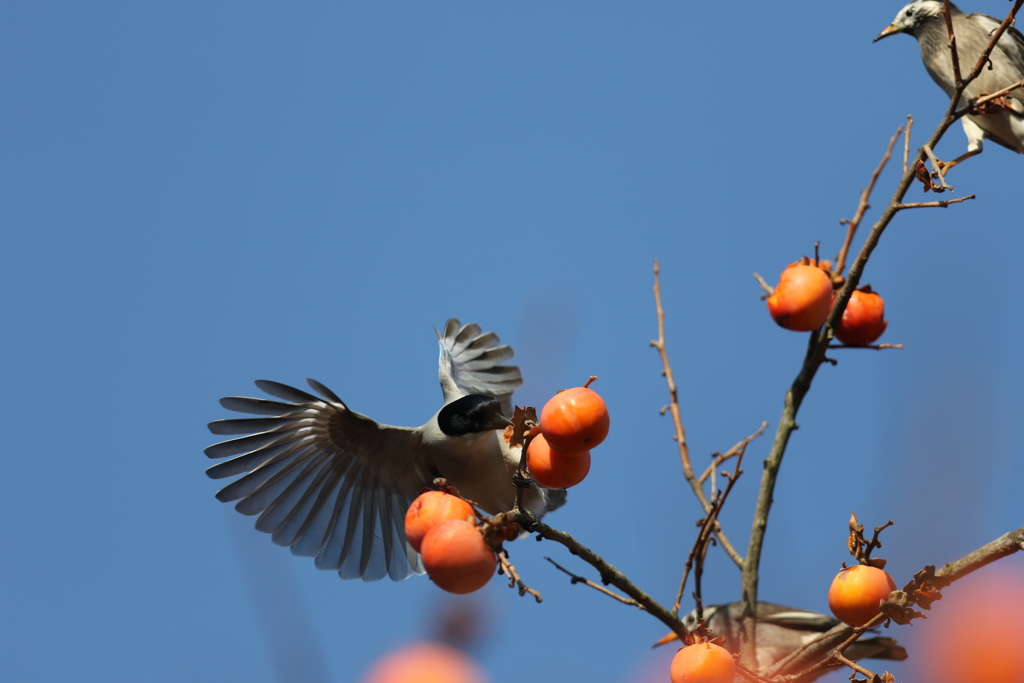161221-9バランスを崩すオナガ