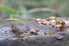 161204-14水浴びをするアトリ