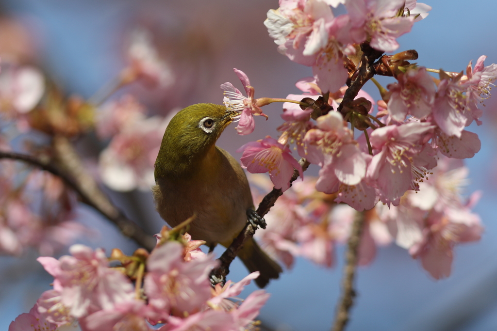 170220-8河津桜の蜜を吸うメジロ