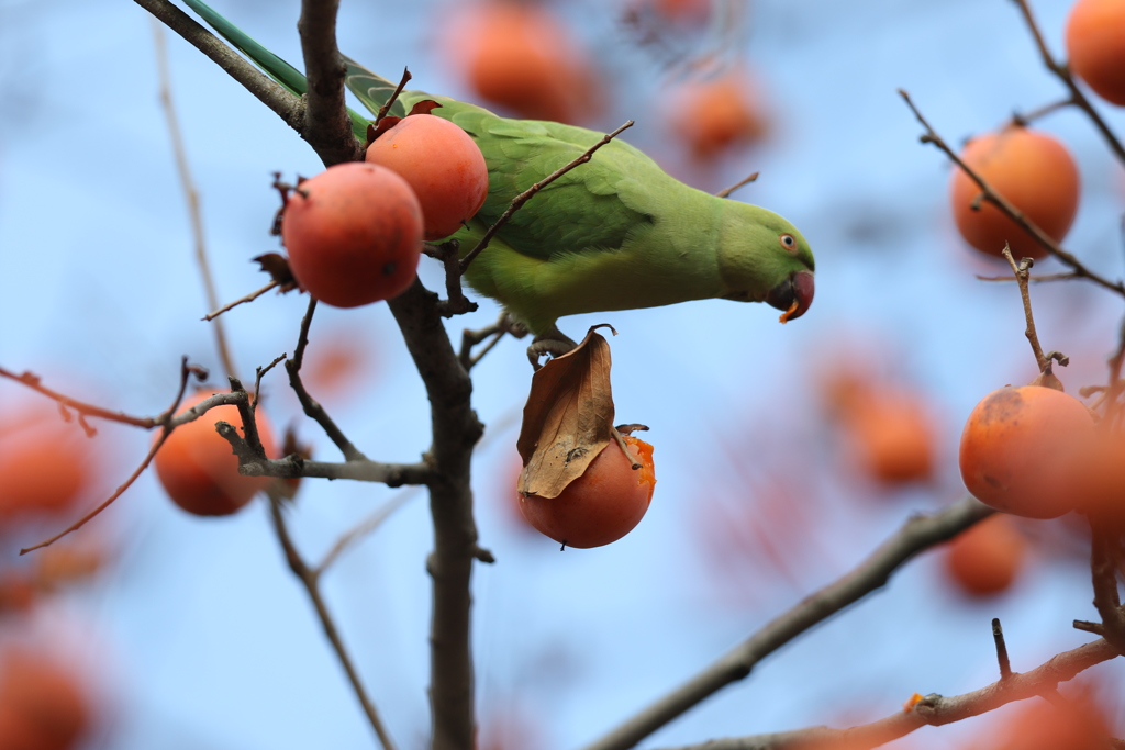 161220-3柿を食べるホンセイインコ（２／２）