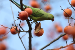 161220-3柿を食べるホンセイインコ（２／２）