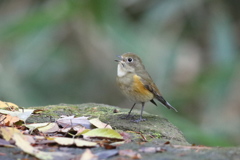 161202-1さえずるルリビタキ♀