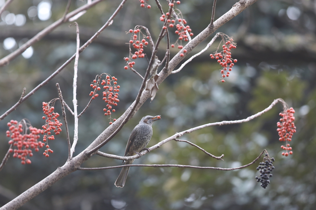 161207-3イイギリの実とヒヨドリ