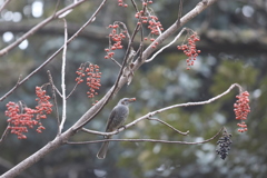 161207-3イイギリの実とヒヨドリ