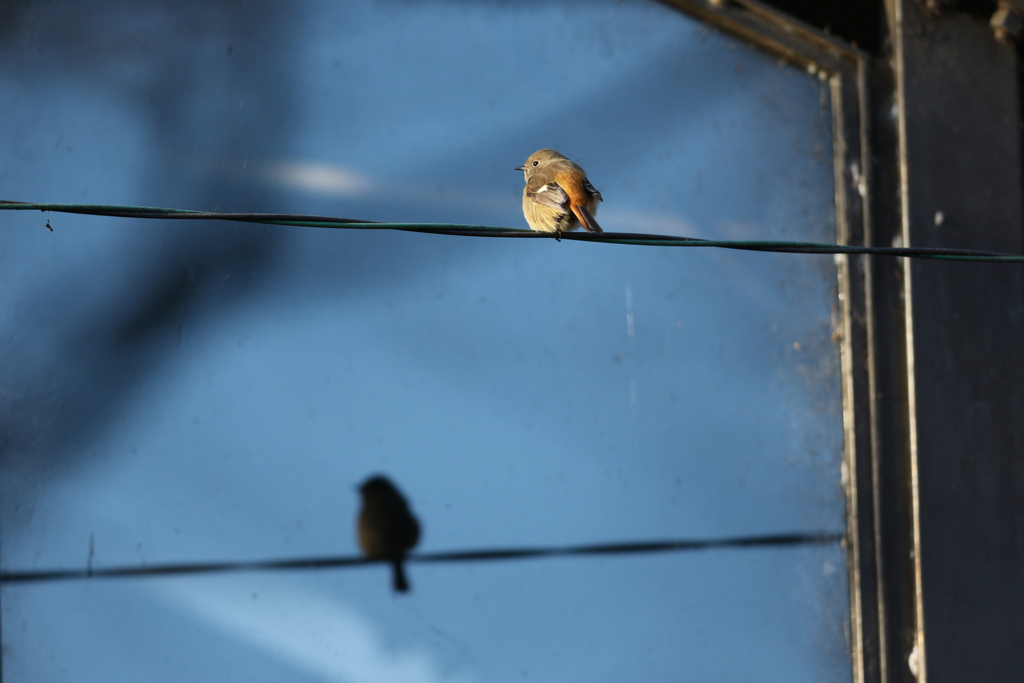 161216-5自分の姿を見るジョウビタキ♀