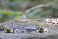 161219-4メジロの水浴び