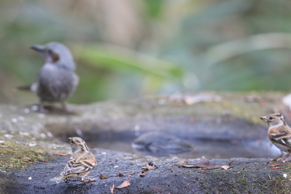 161208-2アトリとヒヨドリ