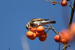 161211-6ツグミの食事（１／４）