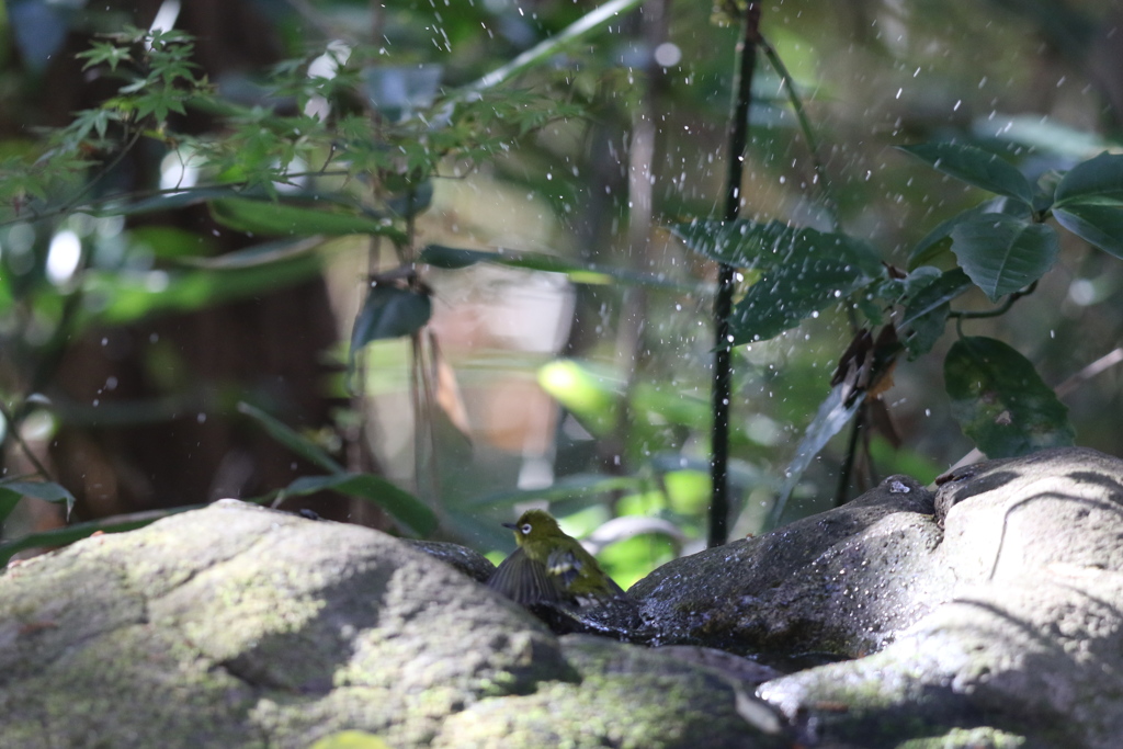 161203-21メジロの水浴び