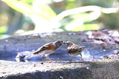 161208-８アトリの喧嘩（２／２）