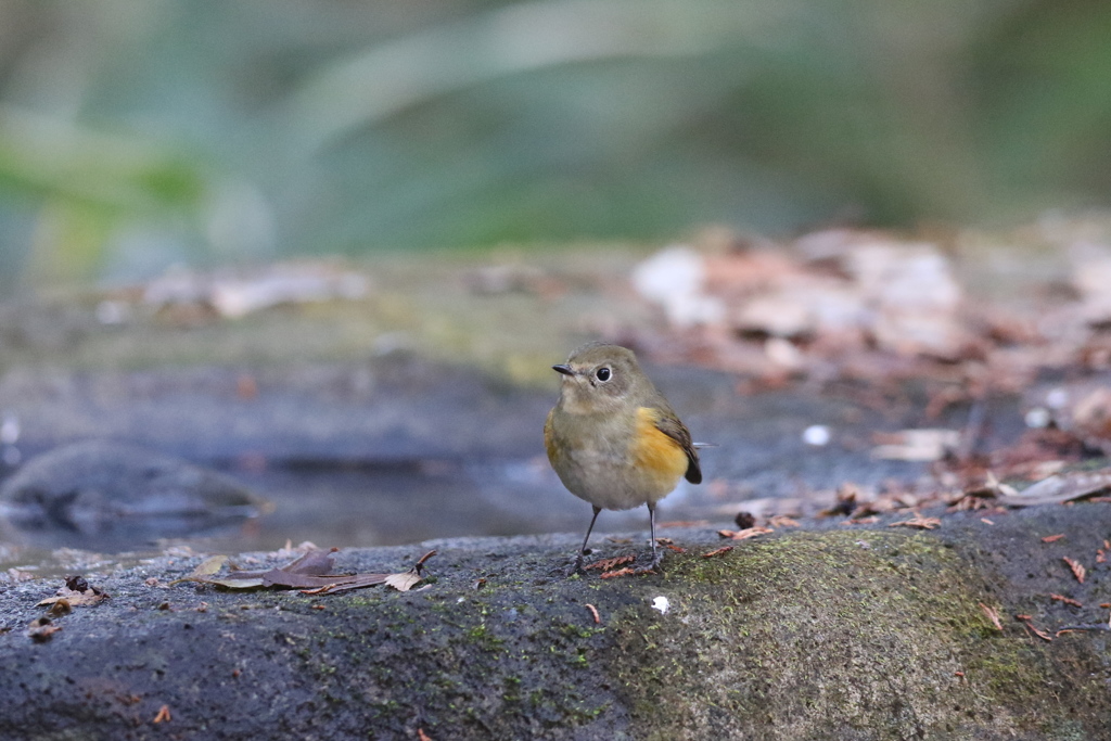 161208-1ルリビタキ♀