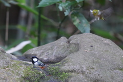 161225-1私も入れて・シジュウカラが入っているお風呂に飛び込もうとするメジ