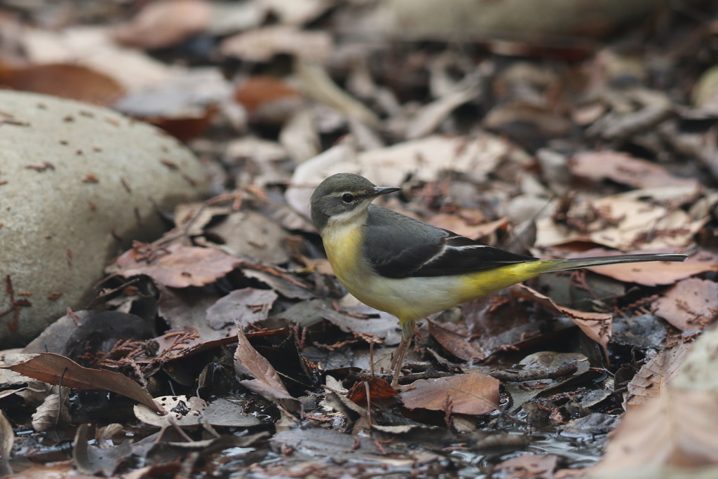 161226-2キセキレイ