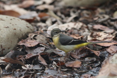 161226-2キセキレイ