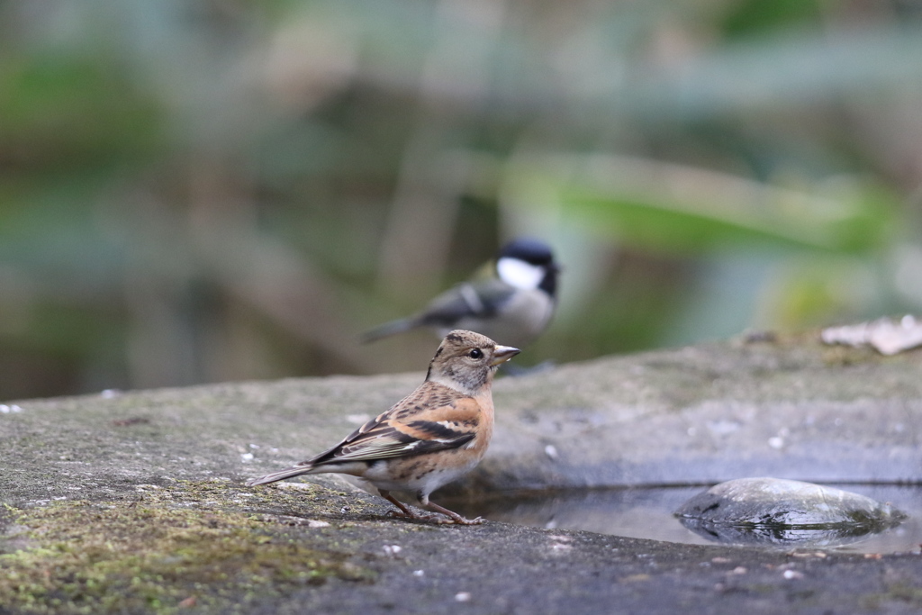 161222-1アトリ(手前)とシジュウカラ