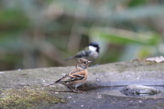 161222-1アトリ(手前)とシジュウカラ
