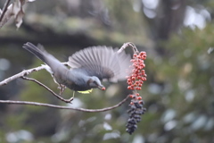 161204-11イイギリの実を食べるヒヨドリ（４／４）