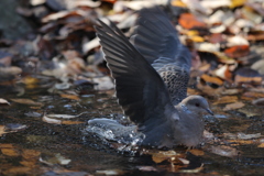 161221-14キジバトの水浴び