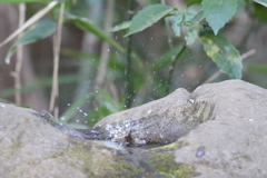 170205-3ウグイスの水浴び