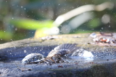 161218-23アトリの水浴び
