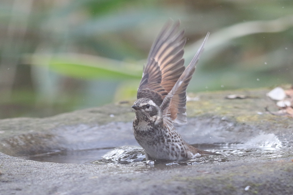 161219-10ツグミの水浴び
