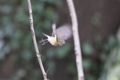 161129-13ルリビタキ♀（２／２）