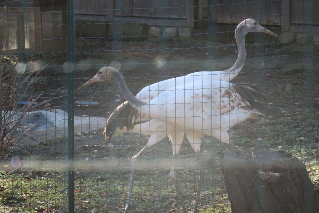 161202-8本園の大放飼場に移ったタンチョウの幼鳥