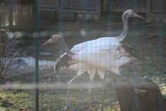161202-8本園の大放飼場に移ったタンチョウの幼鳥