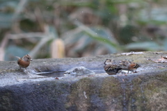 161218-8喧嘩を仕掛けたのはいいけれど（１／３）・アトリ