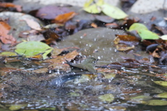 161130-13ルリビタキのお嬢さんのご入浴